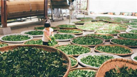 Czy warto sprawdzić ofertę kawy i herbaty w sklepie Kraina Herbaty? sprawdź 2021